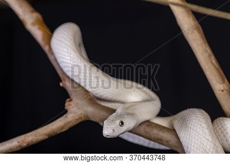 The Texas Rat Snake (elaphe Obsoleta Lindheimeri ) Is A Subspecies Of Rat Snake, A Nonvenomous Colub