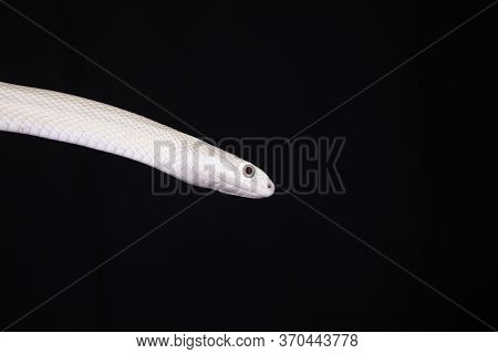 The Texas Rat Snake (elaphe Obsoleta Lindheimeri ) Is A Subspecies Of Rat Snake, A Nonvenomous Colub
