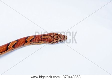The Corn Snake (pantherophis Guttatus) Is A North American Species Of Rat Snake That Subdues Its Sma