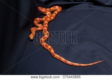 The Corn Snake (pantherophis Guttatus) Is A North American Species Of Rat Snake That Subdues Its Sma
