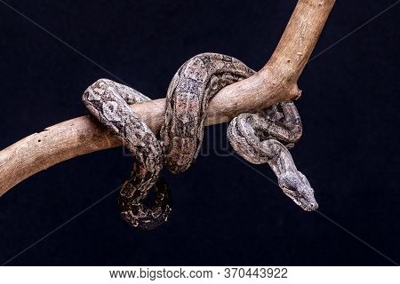 The Boa Constrictor Is A Fish Snake That Can Reach An Adult Size Of 2 Meters (boa Constrictor Amaral