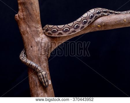 Epicrates Cenchria Is A Boa Species Endemic To Central And South America. Common Names Include The R