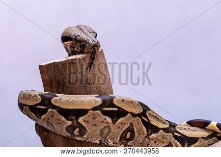 The Boa Constrictor (boa Constrictor), Also Called The Red-tailed Boa Or The Common Boa, Is A Specie