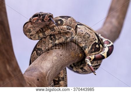The Boa Constrictor (boa Constrictor), Also Called The Red-tailed Boa Or The Common Boa, Is A Specie