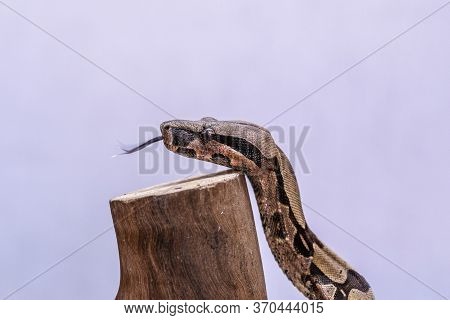 The Boa Constrictor (boa Constrictor), Also Called The Red-tailed Boa Or The Common Boa, Is A Specie