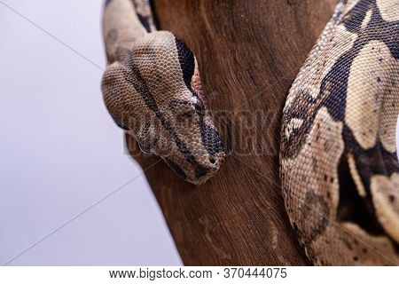 The Boa Constrictor (boa Constrictor), Also Called The Red-tailed Boa Or The Common Boa, Is A Specie