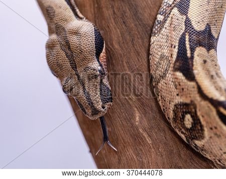 The Boa Constrictor (boa Constrictor), Also Called The Red-tailed Boa Or The Common Boa, Is A Specie