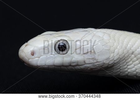 The Texas Rat Snake (elaphe Obsoleta Lindheimeri ) Is A Subspecies Of Rat Snake, A Nonvenomous Colub