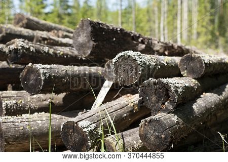 Pile Of Old Saw Trees Lost In The Forest