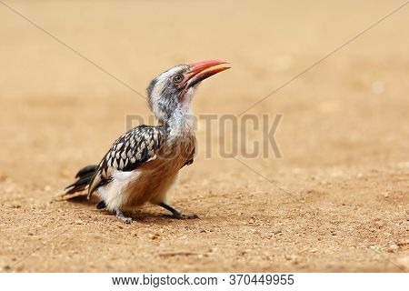 Young Southern Red-billed Hornbill (tockus Rufirostris) Sitting On The Ground With Yellow Background