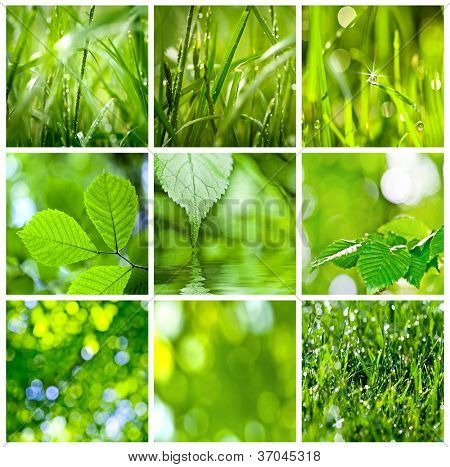 Sammlung von grünem Gras und Blätter. Frühling-Hintergründe