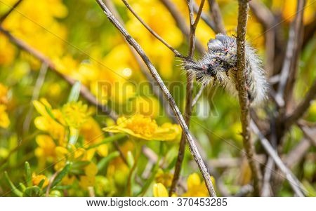 White Caterpillar With The Background Of Yellow Flowers