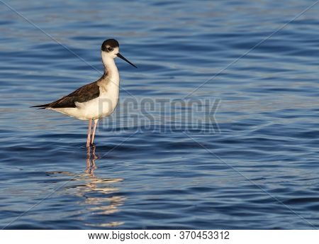 A Black-winged Standing Stilt Photographed At Salton Sea.
