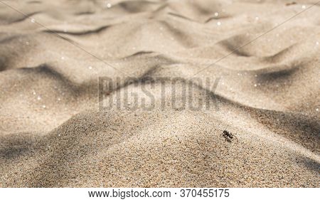 Golden Desert With An Ant Climbing The Sand Mountains. Try Harder We All Have A Dream