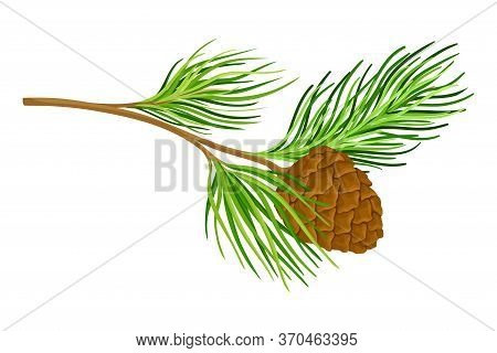 Green Branch Of Cedar With Needle-like Leaves And Barrel-shaped Brown Seed Cones Vector Illustration