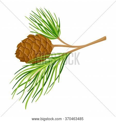 Green Branch Of Cedar With Needle-like Leaves And Barrel-shaped Brown Seed Cones Vector Illustration