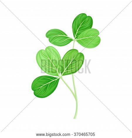 Green Trifoliate Clover Leaf On Stem Vector Illustration