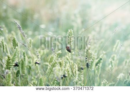Green Grass Agropyron With Bugs In The Steppe Of Ukraine, Summer Day, Close Up