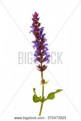 Sprig of Meadow Sage (Salvia pratensis) with flowers and leaves isolated on white background.