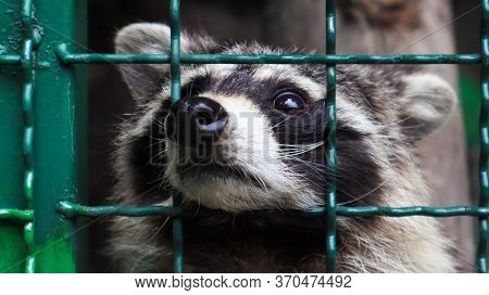 A Raccoon In A Cage In A Zoo Is Scanning The Grill. Portrait Of A Raccoon Looking At The Camera With