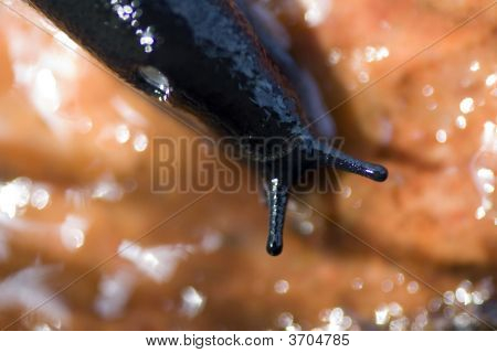 Caracol preto