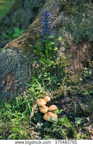Mushrooms And Blue Ajuga Reptans Flower In The Forest