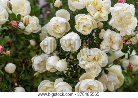 Beautiful Rose Bouquet Close-up. Rosa Spinosissima Has Blossomed On The Site