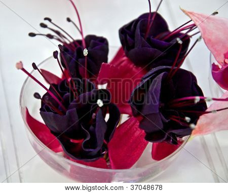 Black And Red Fuschia Blooms Closeup