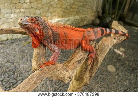 The Male Red Iguana Spending Time In The Tree Looking For Female Iguana. Iguana - Close Up Detail Of