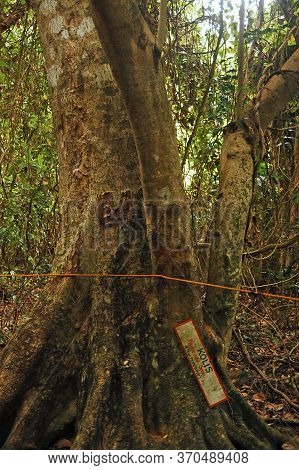 Camiguin, Ph - Feb 4 - Mantigue Island Nature Park Kolis Tree On February 4, 2013 In Camiguin, Phili