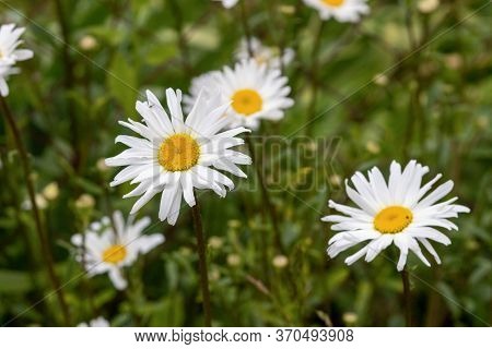 Flower Leucanthemum Maximum Close-up. Leucanthemum Maximum Has Blossomed On The Site