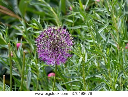 Flower Allium Ampeloprasum Close-up. Allium Ampeloprasum Has Blossomed On The Site