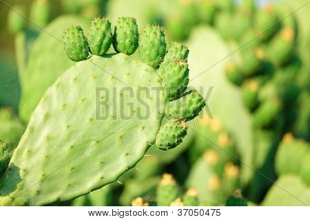 Ficus indica kaktusová rostlina s nezralé plody