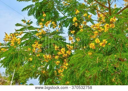 Radha Chuda Flower On Tree. Clear Blue Sky On The Background.