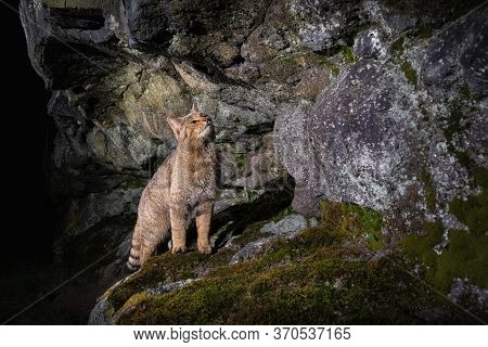 European Wildcat In Beautiful Nature Habitat. Wild Animal In The Forest. Felis Silvestris. Wild Eura