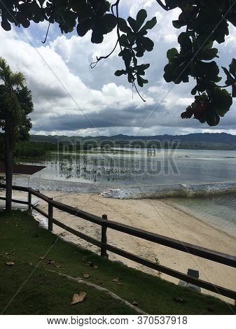Guave Trees On The Bohol Beach From The Philippines