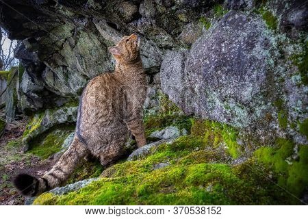 European Wildcat In Beautiful Nature Habitat. Wild Animal In The Forest. Felis Silvestris. Wild Eura