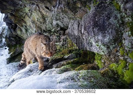 European Wildcat In Beautiful Nature Habitat. Wild Animal In The Forest. Felis Silvestris. Wild Eura