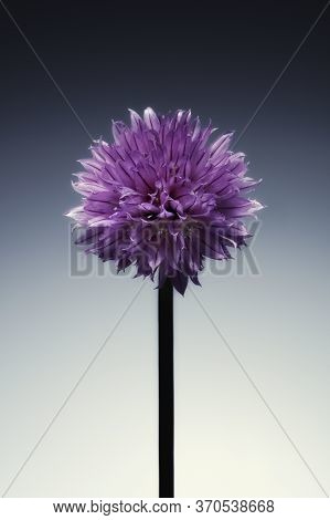 Studio Image Of A Single Flowering Chive Herb, On A Graduated Tint Background