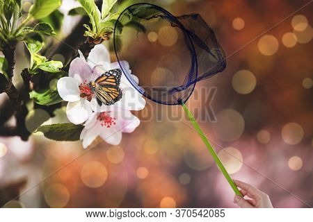 Woman Catching Butterfly With Net Outdoos On Sunny Day, Closeup