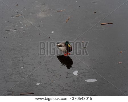 Image Of A Male And Female Wild Duck On A Frozen Lake. Representative Of Birds From The Duck Family.
