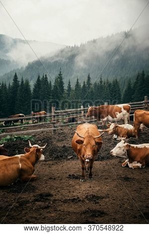 Wooden Barn With Its Fenced Yard Full Of Cattle Resting On A Grass On A Foggy Day High In Mountains 