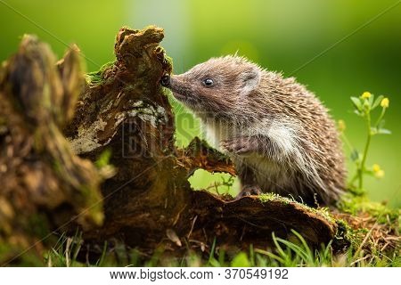 Cute Young Northern White-breasted Hedgehog Climbing Stump And Sniffing