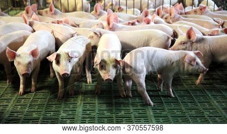 Household Domestic Pigs Lives On Animal Husbandry Farm