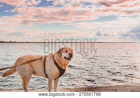 A Labrador Retriever Gets Pleasure Of Summer Sea Breeze. Travelling With A Dog Lifestyle