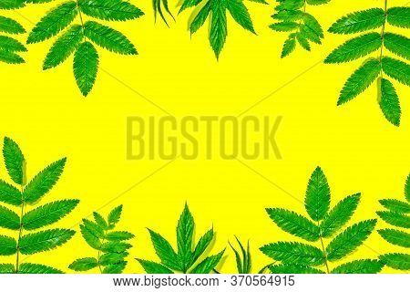 Frame Of Green Leaves On A Yellow Background. Layout For Creativity From Beautiful Leaves. Top View,