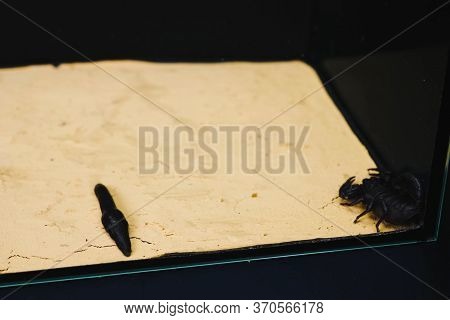 Scorpion With A Leech In The Terrarium. Black Scorpion Is A Poisonous Arthropod And Bloodsucking Lee