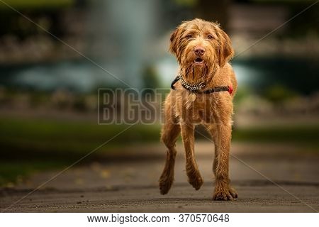 Golden Family Dog, Happy To Be Out For A Morning Walk In The Park, Pauses For A Moment To Gaze At Th