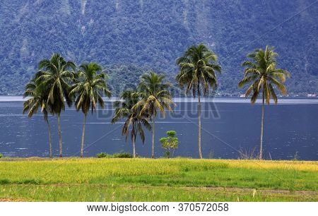 Group Of Palm Trees At Lake Maninjau, West Sumatra, Indonesia