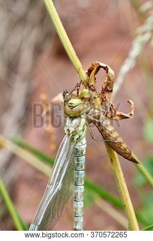 A Pretty Female Migrant Hawker Dragonfly, Aeshna Mixta, Perching On A Reed At The Edge Of A Pond.